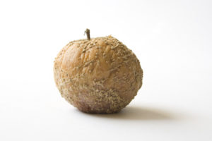 Manzana podrida